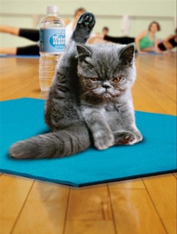 Cat Yoga Class