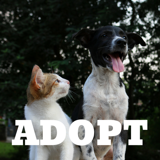  ADOPT 