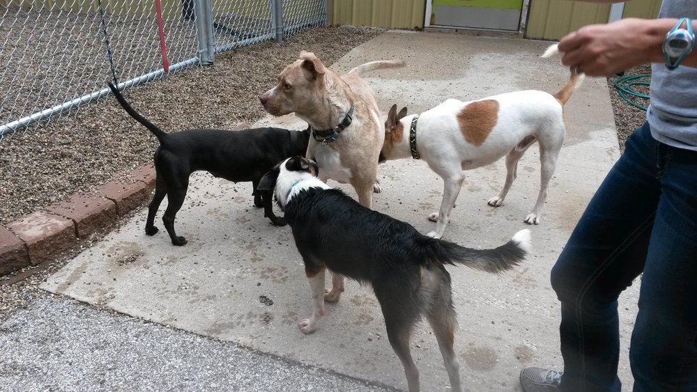 Nugget and Friends pic.jpg